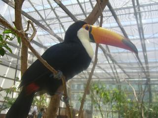 家族旅行その１　掛川花鳥園で鳥と戯れて来ました。