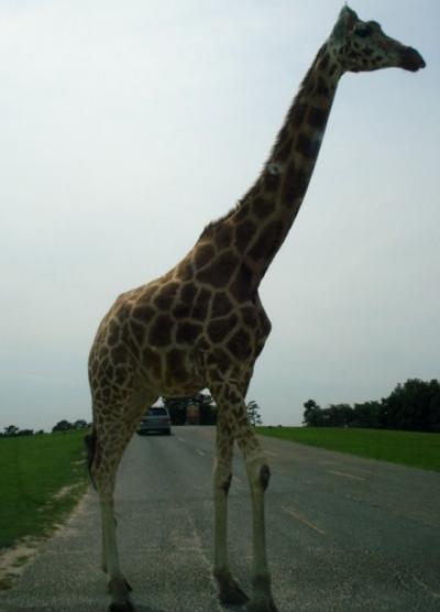 SIX FLAG WILD LIFE PARK