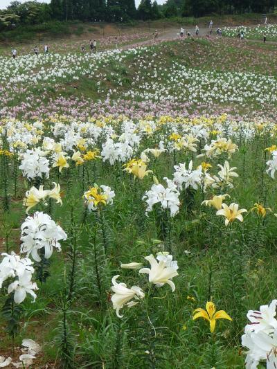 2009年季節の花だより◆びわ湖箱館山ゆり園（滋賀県高島市）