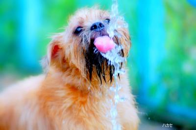 愛犬ハカセの故郷に行くの巻…ムール貝とワッフルうまかった。