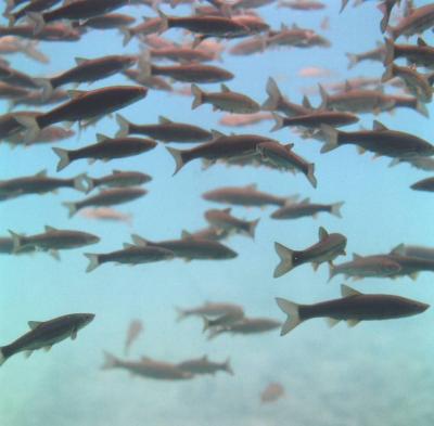 夏の北海道、支笏湖の水中遊覧と登山