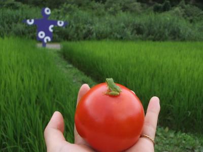 大地の芸術祭