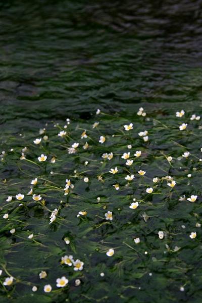 車で滋賀-03 ★中山道醒井宿・清流に咲く白い花 梅花藻（バイカモ）