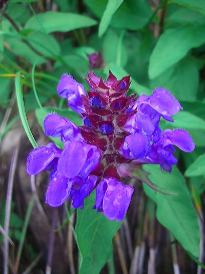 ぶら～り♪　信濃路（白馬：八方尾根自然研究路）