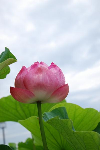 行田「古代蓮の里」に行ってきました