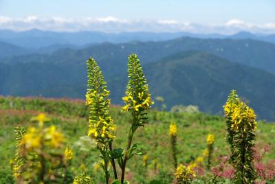 2009　夏　再び伊吹山へ！！　早起きは三文の徳～　1・伊吹山～