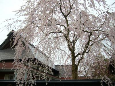 焼きそばと桜