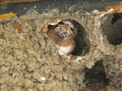 きっかい（奇怪）なツバメの巣に遭遇：パロアルト・ベイランズ