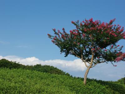 万博公園☆花と緑のある風景