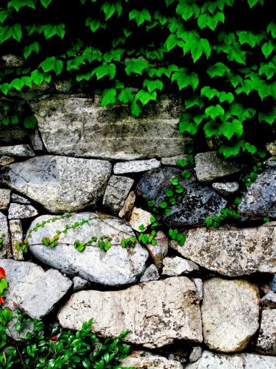近江路-17　坂本：穴太衆積み石垣の街で　☆日吉神社の参道