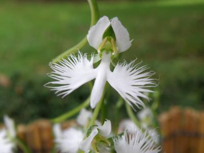 昭和記念公園　サギソウまつり