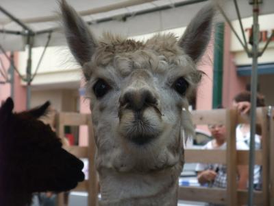 ２００９　食べまくりの帰省・前編～宇都宮～