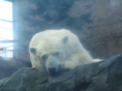 夜の旭山動物園♪　～日帰りバスツアー’０９～