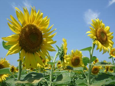 座間のひまわり畑