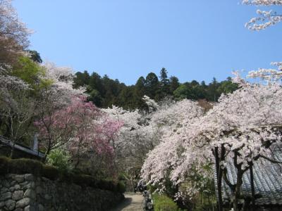 桜を愛でに訪れる、花の寺・長谷寺と吉野