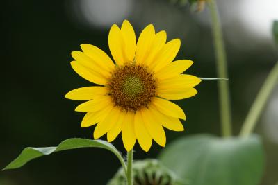 残暑の大阪万博記念公園