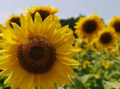 花の都公園・ひまわり