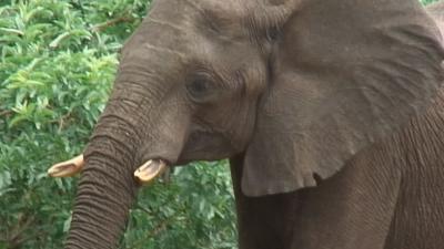 南アフリカへの旅２（チョべ国立公園：ボツワナ）