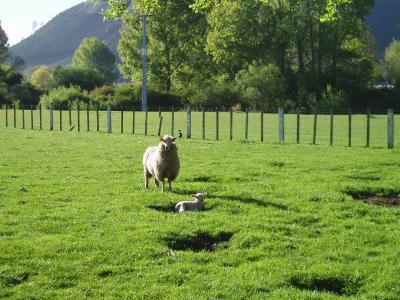 留学中 ちょっと遊びにロトルアへ