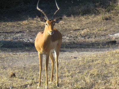 ボツワナ：チョベ国立公園早朝サファリ