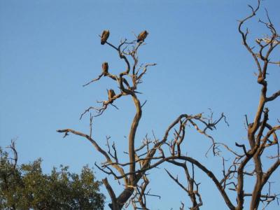 ボツワナ：チョベ国立公園夕方サファリ