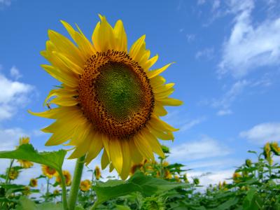 夏休み山梨帰省! ~明野ひまわり畑・桔梗屋~