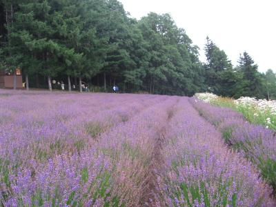 1年ぶりの北海道 富良野編