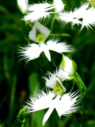 優美な サギソウ 開花中の昭和記念公園　☆多様な展示方法で