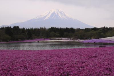 富士芝桜まつり２００９