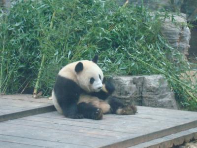 09年 北京(前半) やっぱりパンダは可愛いかった!