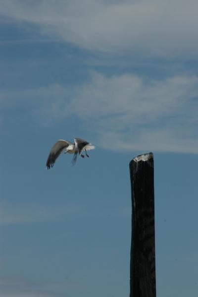 本州最北端へ行ってみる。２日め。