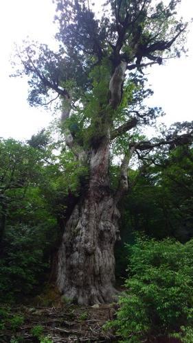 縄文杉・屋久島２日目