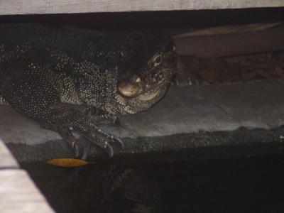 2016東京オリンピックへの道のり swimmer's high in Tanjung Rhu Resort stay編