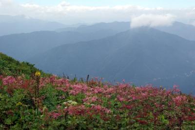 晩夏の伊吹山・それでも山頂お花畑は花でいっぱい。