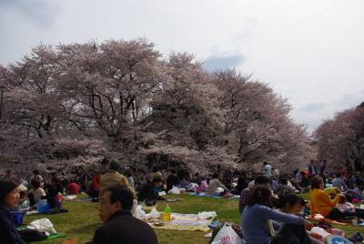 お花見＠砧公園