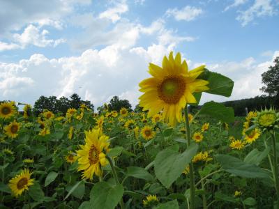 2009夏の北海道【旭川周辺】