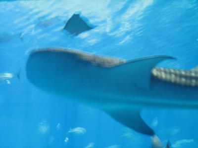 初めての沖縄～ジ・アッタテラスの滞在満喫の5日間・観光編～