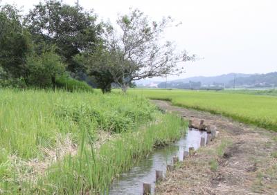 シモツケコウホネ（下野河骨）那須烏山市志鳥（しとり）