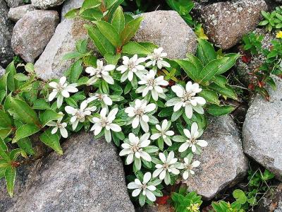 ☆東北の日本二百名山（船形山）に登る