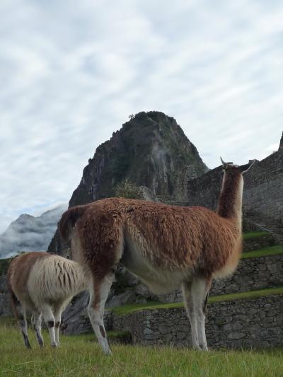 ペルー＆ボリビア　13日間の旅③　～マチュピチュ・ピサック～