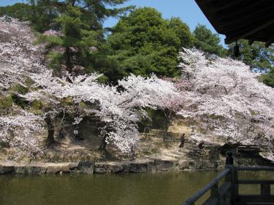 奈良公園へ桜の写真撮影旅行