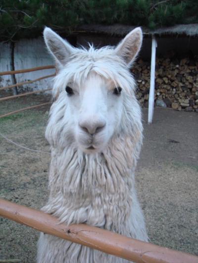 2009　一日目　ずっと行きたかったペルーへ夏旅（向こうは冬です）