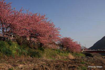 2009　河津桜祭り
