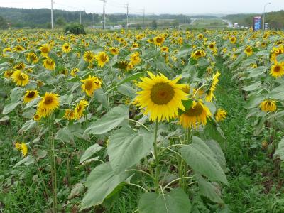 裾野市、梅の里のひまわり畑