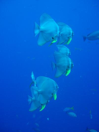 サムイ島でダイビングとバンコク・アユタヤの旅