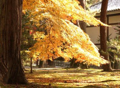 京都府　南禅寺の紅葉