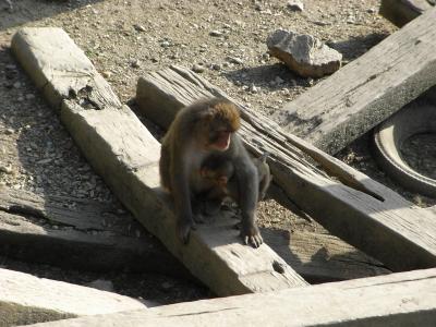 2009年　流しそうめんを求めて夏旅　【長瀞の１日】