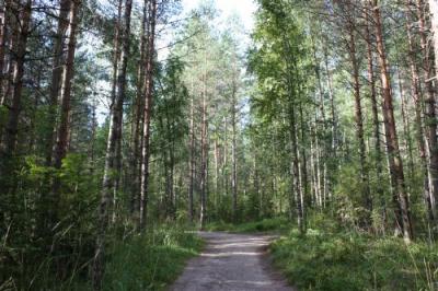 フィンランドでハイキング♪