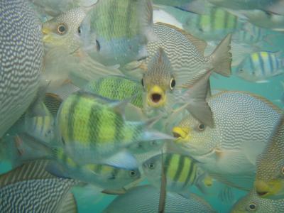 さぁ、突撃！ペナン島！　パヤ島編