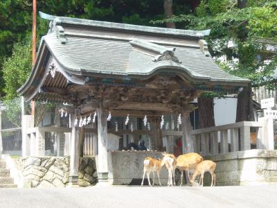大正ロマンの銀山温泉と日本三景・松島　ドライブの旅（その２）～牡鹿半島～